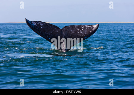 Queue de baleine grise dans la mer de Cortez, Baja California, Mexique Banque D'Images