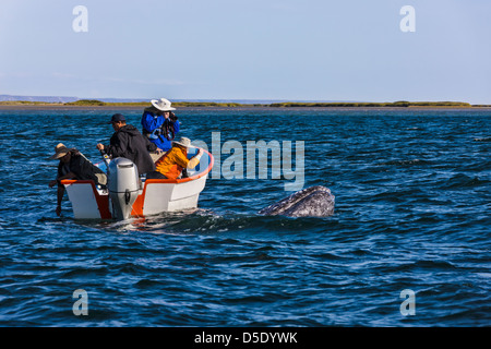 Les touristes sur l'observation des baleines en bateau gris dans la mer de Cortez, Baja California, Mexique Banque D'Images