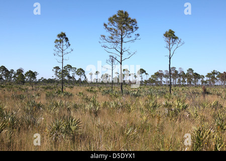 Parc d'État de préserver les savanes, Jensen Beach, FL, USA Banque D'Images