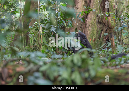 Gorille de montagne en forêt, forêt impénétrable de Bwindi, en Ouganda Banque D'Images