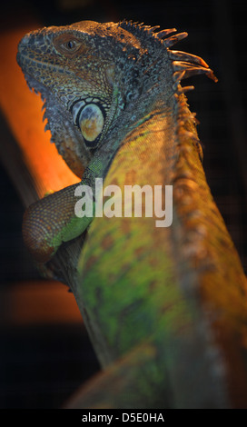 Iguana vert - Iguana iguana - se prélassant sous une lampe de chaleur en captivité. Banque D'Images