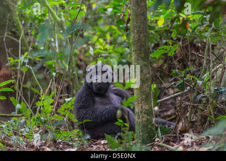 Gorille de montagne en forêt, forêt impénétrable de Bwindi, en Ouganda Banque D'Images