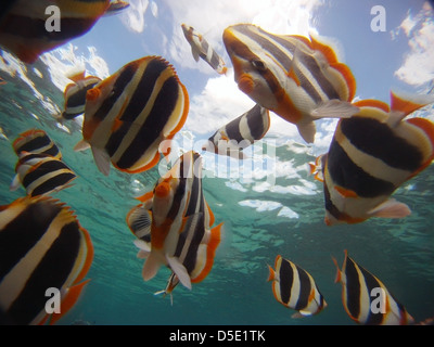 Trois papillons à rayures (Chaetodon tricinctus) dans le lagon de l'île Lord Howe, de l'Australie Banque D'Images