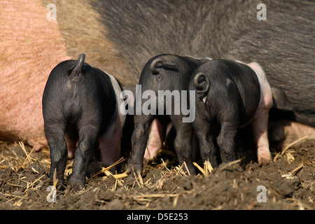 Freerange British Saddleback porcelets suckling sur leurs mères tétines (Sus domestica) Banque D'Images