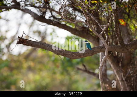 Kingfisher Todiramphus chloris à collier (palmeri), le groupe, sur un arbre, à Bali, en Indonésie. Banque D'Images