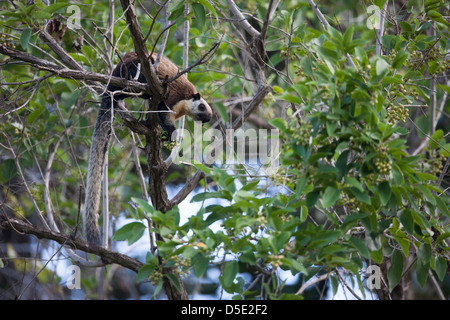 Écureuil Géant Noir (ou écureuil géant malais) (Ratufa bicolor) dans un arbre à Bali, Indonésie. Banque D'Images