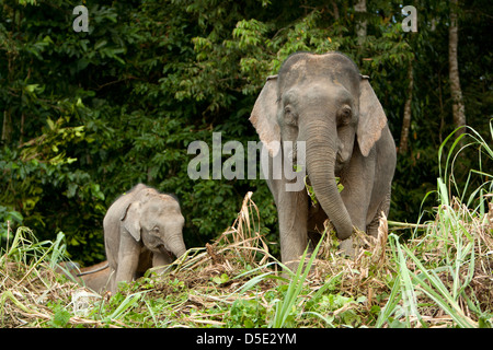 Un éléphant pygmée Bornéo avec son bébé (Elephas maximus borneensis) Banque D'Images