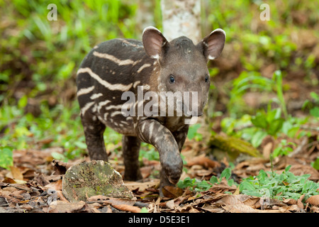 Un jeune tapir d'Amérique du Sud Tapirus terrestris () dans la forêt amazonienne équatorienne Banque D'Images