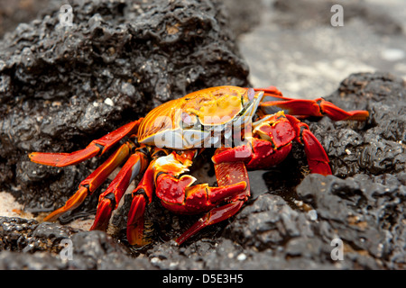 Sally Lightfoot crabe ou tourteau rouge (Grapsus grapsus) manger la griffe du crabe un autre Banque D'Images