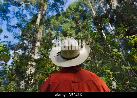 Homme avec chapeau mexicain en regardant les papillons monarques sur la pine tree, Michoacan, Mexique Banque D'Images