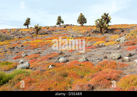 Arbres cactus (Opuntia echios) & Tapis Galapagos (mauvaises herbes Le Coucal edmondstonei) sur l'Île Plazas, Galapagos Banque D'Images