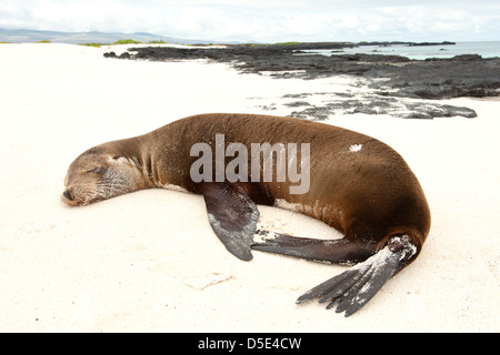 Un jeune d'Otaries des Galapagos (Zalophus wollebaeki) dort sur la plage Banque D'Images
