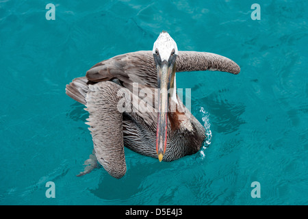 Un adulte Pélican brun (Pelecanus occidentalis) assis dans l'eau de mer Banque D'Images