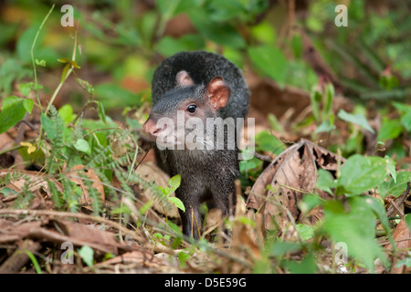 Un Agouti (Dasyprocta fuliginosa noir) traînent dans le sol de la forêt de la jungle amazonienne Banque D'Images