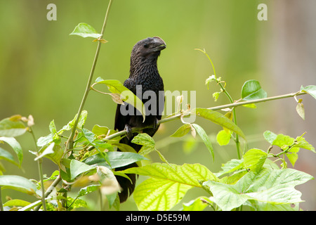 Un Smooth-Billed Ani assis dans une branche (Crotophaga ani) Banque D'Images