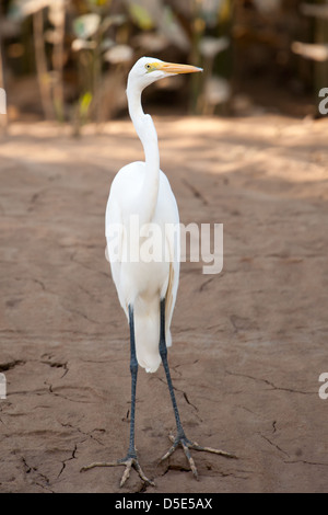 Une Grande Aigrette sur la rive du fleuve (Ardea alba) Banque D'Images