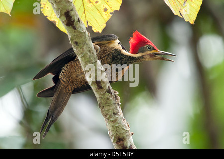 Un Crimson-crested Woodpecker (Campephilus)