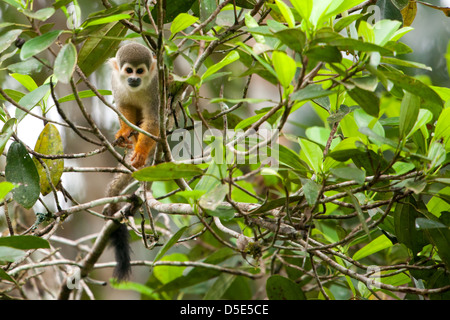 Un singe écureuil (Saimiri macrodon cassiquiarensis) Banque D'Images