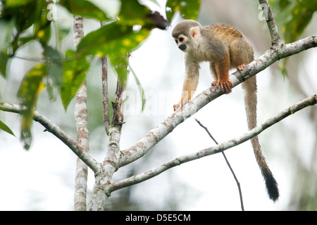 Un singe écureuil (Saimiri macrodon cassiquiarensis) Banque D'Images