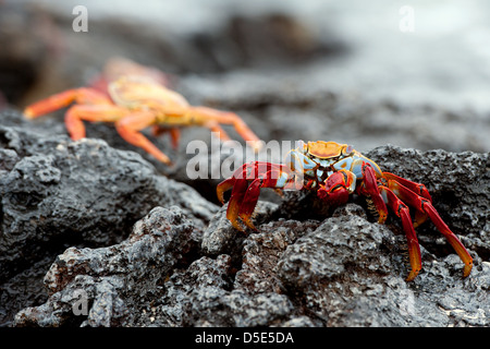 Un groupe de Sally Lightfoot crabes ou rouge Crabe commun (Grapsus grapsus) Banque D'Images