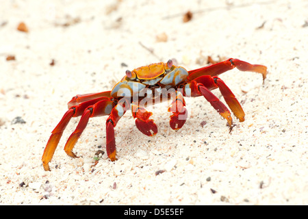 Sally Lightfoot Crab (Grapsus grapsus) Banque D'Images