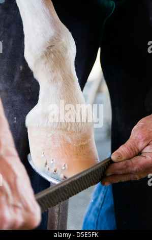 Un maréchal-ferrant râpes le fond d'une en préparation pour placer le fer à cheval. Brentwood, Californie, États-Unis. Banque D'Images