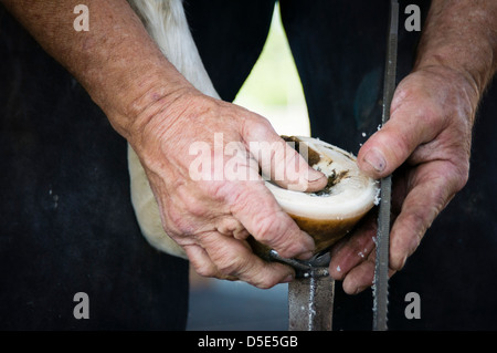 Un maréchal-ferrant râpes le fond d'une en préparation pour placer le fer à cheval. Brentwood, Californie, États-Unis. Banque D'Images