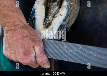Un maréchal-ferrant râpes le fond d'une en préparation pour placer le fer à cheval. Brentwood, Californie, États-Unis. Banque D'Images