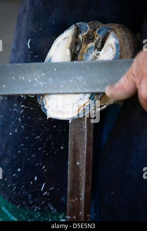 Un maréchal-ferrant râpes le fond d'une en préparation pour placer le fer à cheval. Brentwood, Californie, États-Unis. Banque D'Images