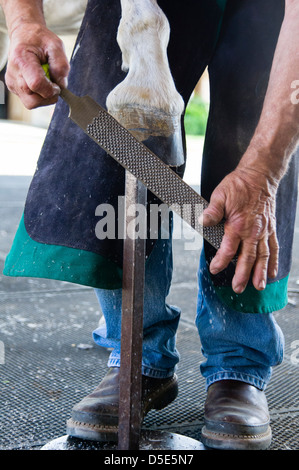 Un maréchal-ferrant râpes le fond d'une en préparation pour placer le fer à cheval. Brentwood, Californie, États-Unis. Banque D'Images