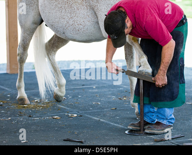 Un maréchal-ferrant râpes le fond d'une en préparation pour placer le fer à cheval. Brentwood, Californie, États-Unis. Banque D'Images
