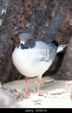 Le Swallow-tailed Gull (Creagrus furcatus) Banque D'Images