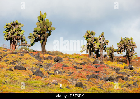 Arbres cactus (Opuntia echios) et Tapis Galapagos (mauvaises herbes Le Coucal edmondstonei) Banque D'Images