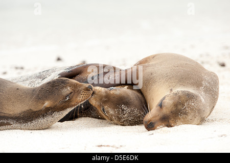 Trois otaries des Galapagos (Zalophus wollebaeki) se collent pour un sommeil sur la plage Banque D'Images