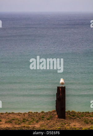 Une mouette solitaire se dresse sur un poste en bois. L'océan Atlantique s'étend à l'horizon en bleu et vert derrière elle. Banque D'Images