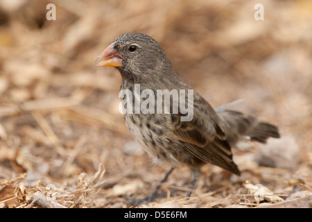 Darwin's Finch Finch (Geospiza Galapagos ou PSP) Banque D'Images