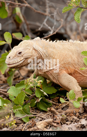 Une Sante Fe Land iguana (Conolophus padillus) Banque D'Images