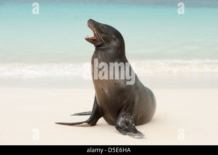 Un Sealion Galapagos (Zalophus wollebaeki) sur la plage Banque D'Images