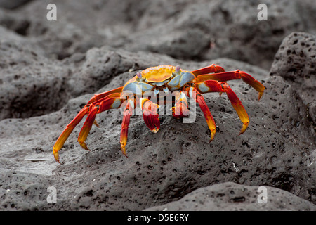 Sally Lightfoot Crab (Grapsus grapsus) Banque D'Images