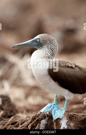 Boobie Blue Footed Booby Sula nebouxii (ou) debout sur un rocher Banque D'Images