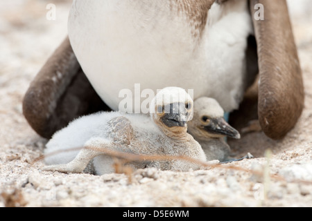 Un Boobie Blue Footed Booby Sula nebouxii (ou) des profils avec son jeune poussin Banque D'Images