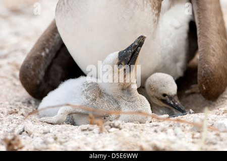 Un Boobie Blue Footed Booby Sula nebouxii (ou) des profils avec son jeune poussin Banque D'Images