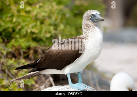 Boobie Blue Footed Booby Sula nebouxii (ou) debout sur un rocher Banque D'Images