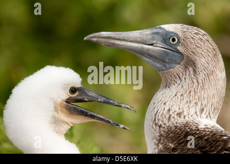 Un Boobie Blue Footed Booby Sula nebouxii (ou) des profils avec son jeune poussin Banque D'Images