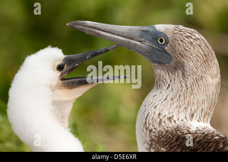 Un Boobie Blue Footed Booby Sula nebouxii (ou) des profils avec son jeune poussin Banque D'Images