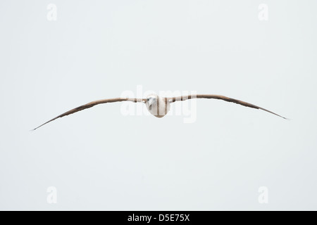 A flying Blue Footed Boobie Booby Sula nebouxii (ou) Banque D'Images