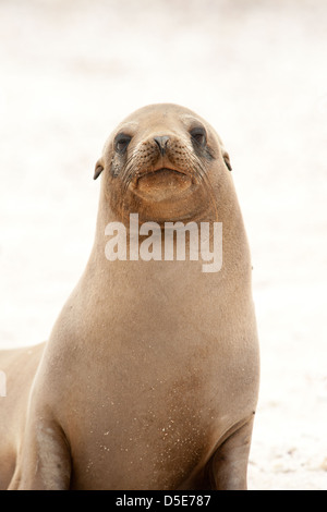 Un Sealion Galapagos (Zalophus wollebaeki) sur la plage Banque D'Images