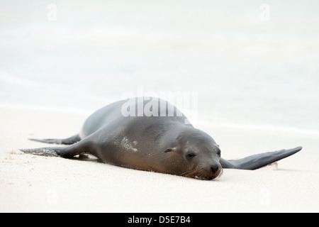 Un Sealion Galapagos (Zalophus wollebaeki) repose sur la plage Banque D'Images