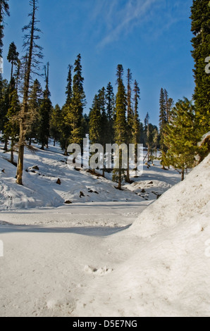 Vallée couverte de neige en hiver, Gulmarg, Jammu-et-Cachemire, l'Inde Banque D'Images