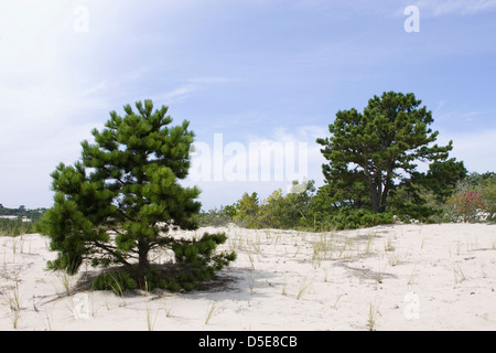 Les arbres croissant sur une dune de sable avec ciel bleu Banque D'Images